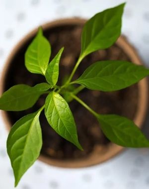 Besa Çevre Danışmanlık | İzmir Karbon Ayak İzi & MSDS Hizmetleri